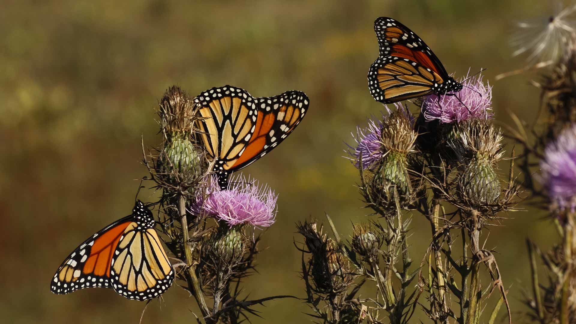 wildmonarchs